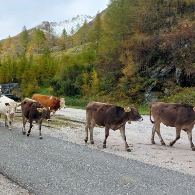 Südtirol3