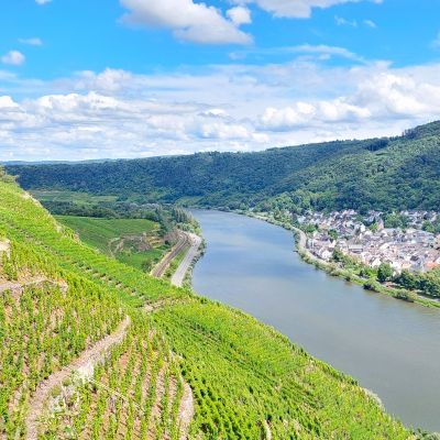 Weinberge Mosel